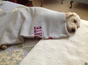 Wilson in a happy place. Sweet dreams!