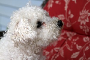 RS_Cathy&Maya_050915_wagmorevt_01