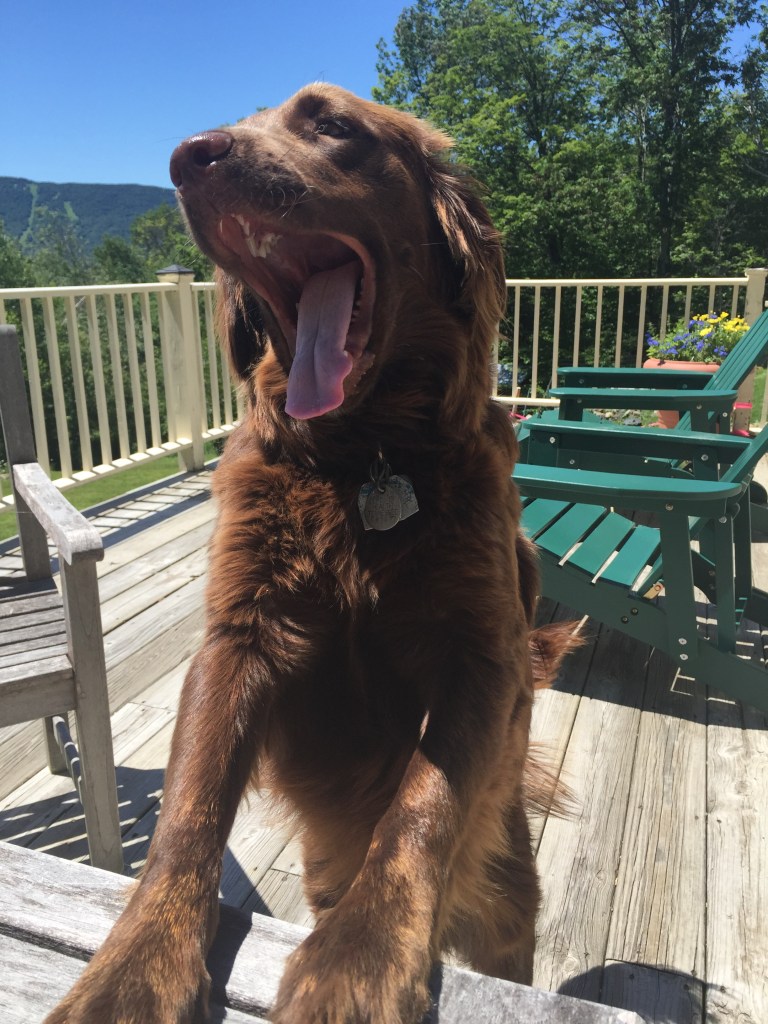 Charlie Brown, attempting sandwich theft.