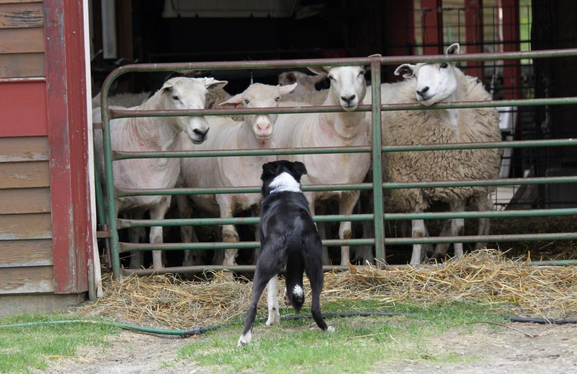 Dot keeps watch on the sheep penned for shearing.