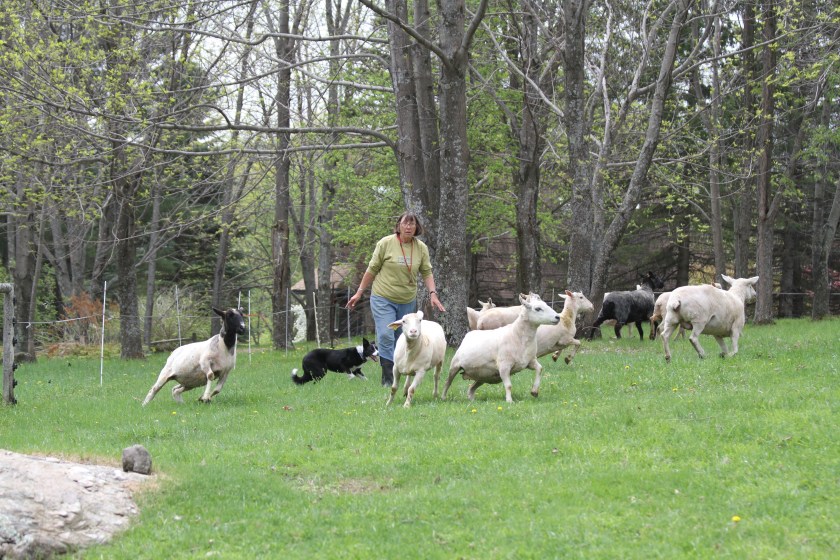 Nancy Phillips in the field.