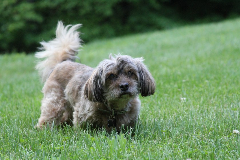 Stella at her forever home.