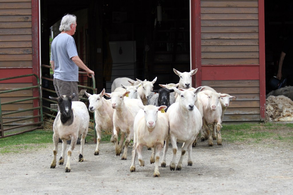 Stephen Doherty released the newly shorn sheep to the field.