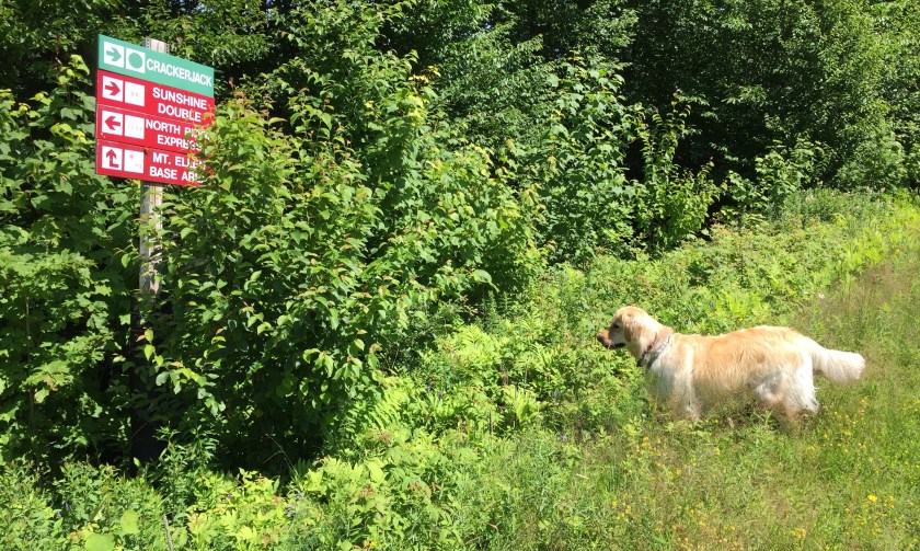 Which way? Lucy on a hike at Mt. Ellen.
