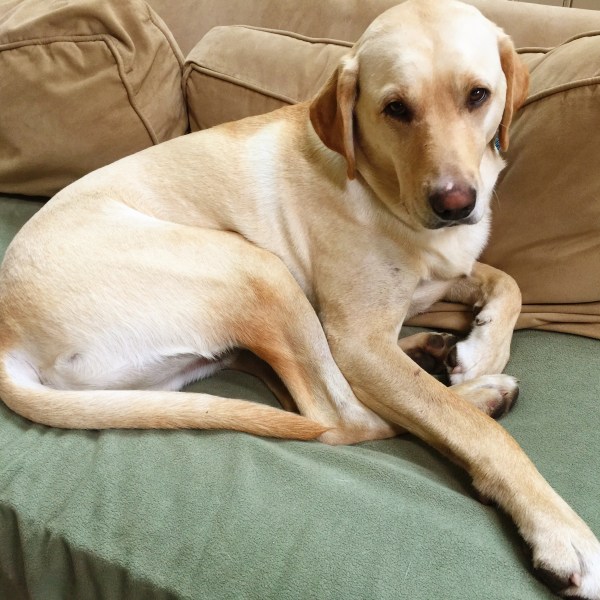 Linus, looking innocent.