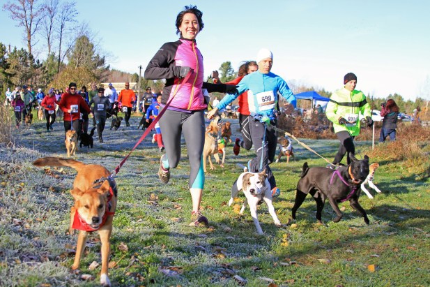 And they're off! Halloween Canicross, 2015