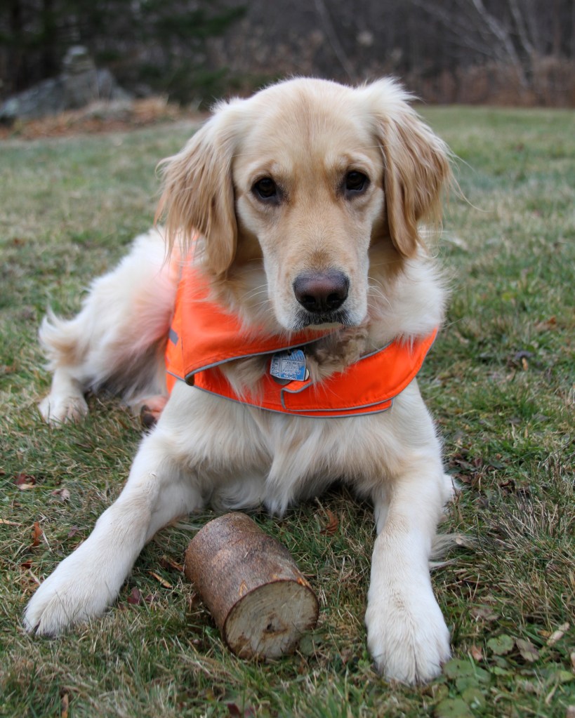 Lucy, now 3, at home.