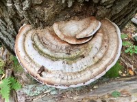 Daedalea quercina, I think. If you know what this is, please contact me!