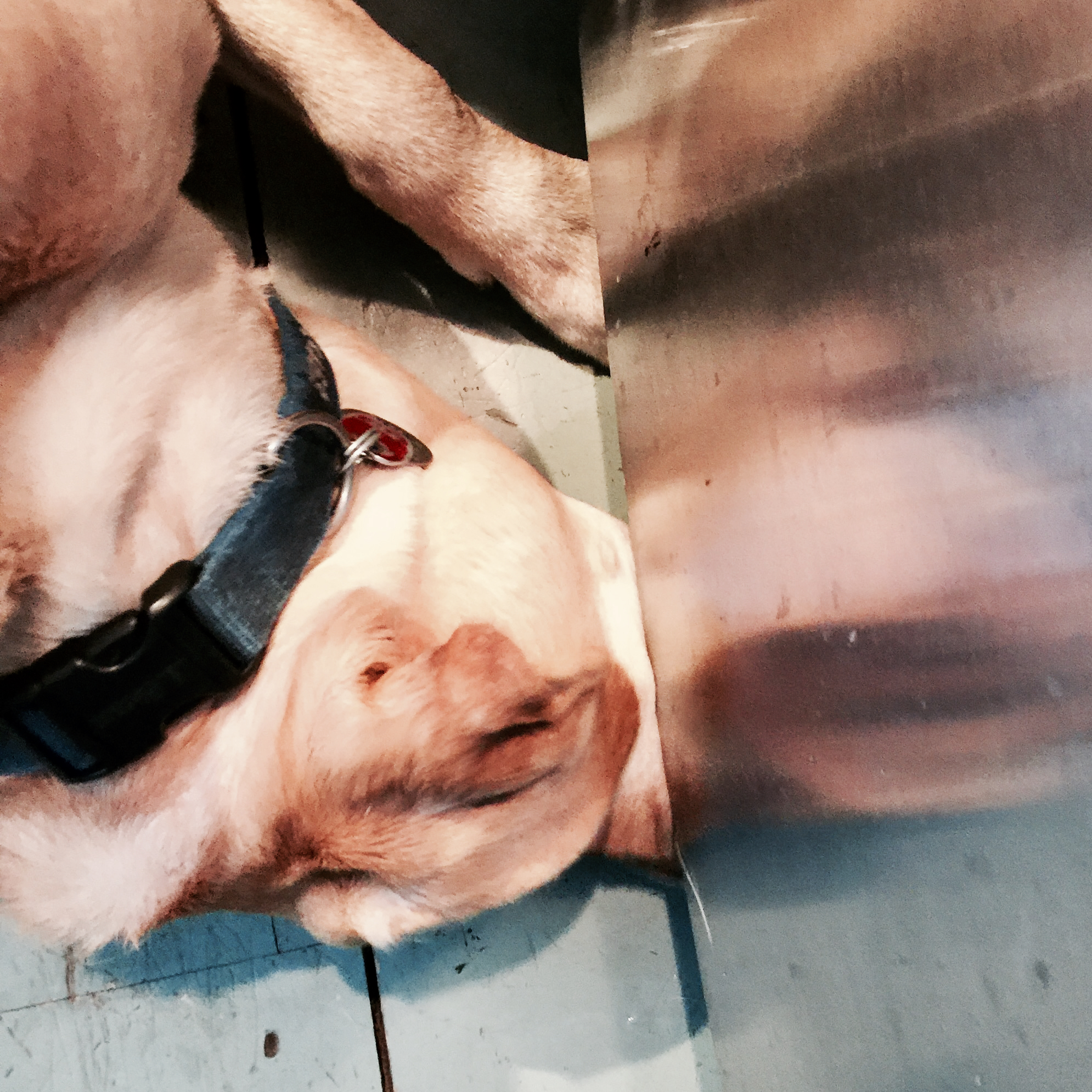 linus-in-pursuit-of-happiness