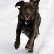 Charlie Brown is a happy runner.