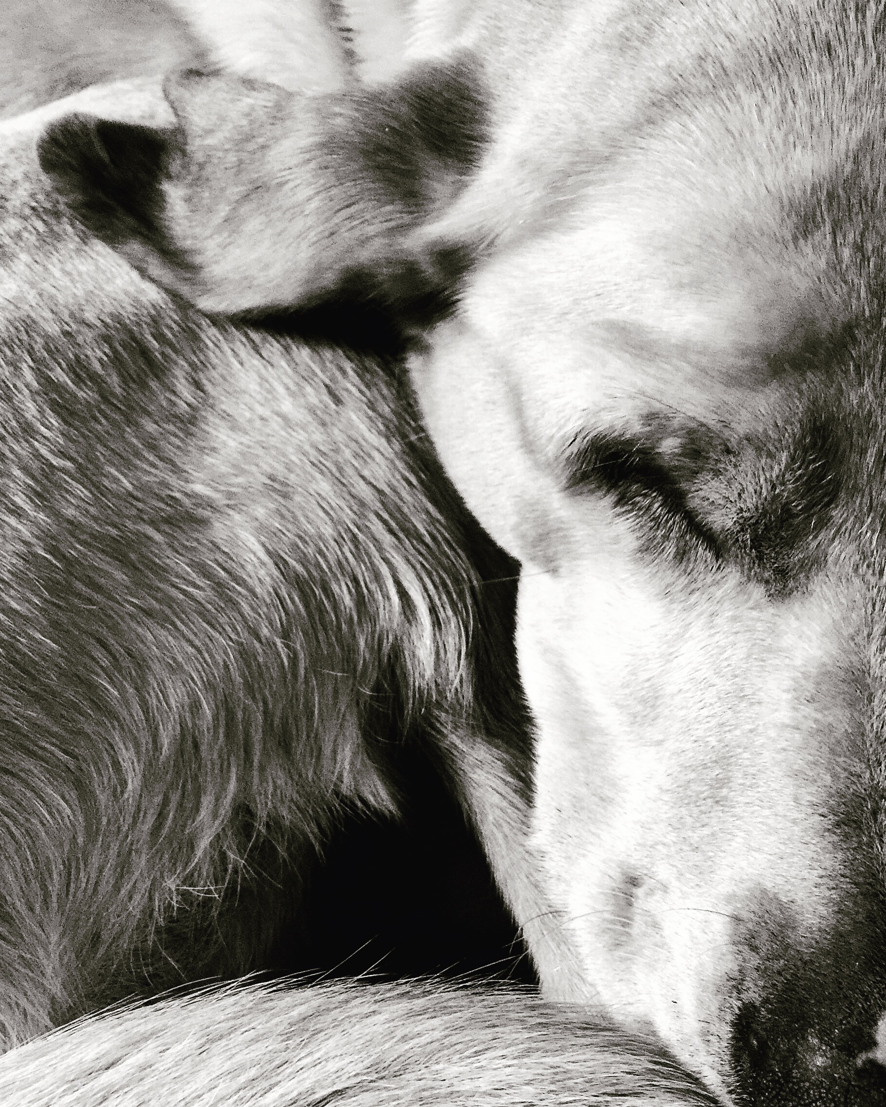 RS_B&amp;W_sleeping linus