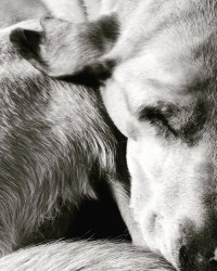 RS_B&amp;W_sleeping linus