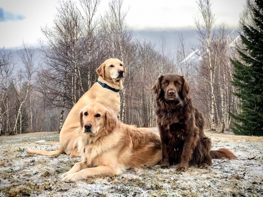 img_8223 copyright rsilbernagel