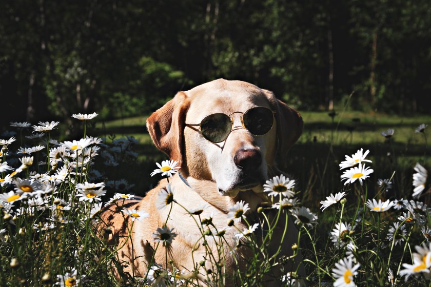 RS_Groovy_IMG_0052_17x11